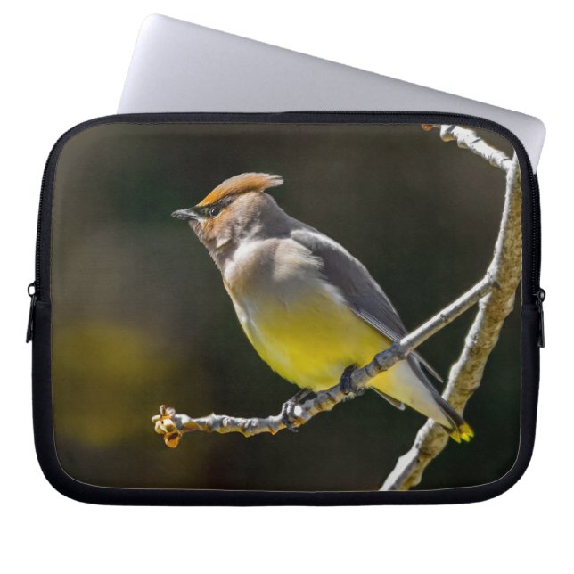 Cedar Waxwing Songbird Original Wild Bird Photo Laptop Sleeve (Front)