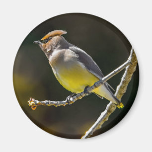 Cedar Waxwing Songbird Original Wild Bird Photo Magnet