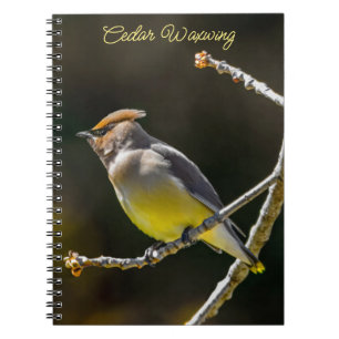 Cedar Waxwing Songbird Original Wild Bird Photo Notebook