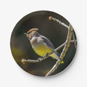 Cedar Waxwing Songbird Original Wild Bird Photo Paper Plate