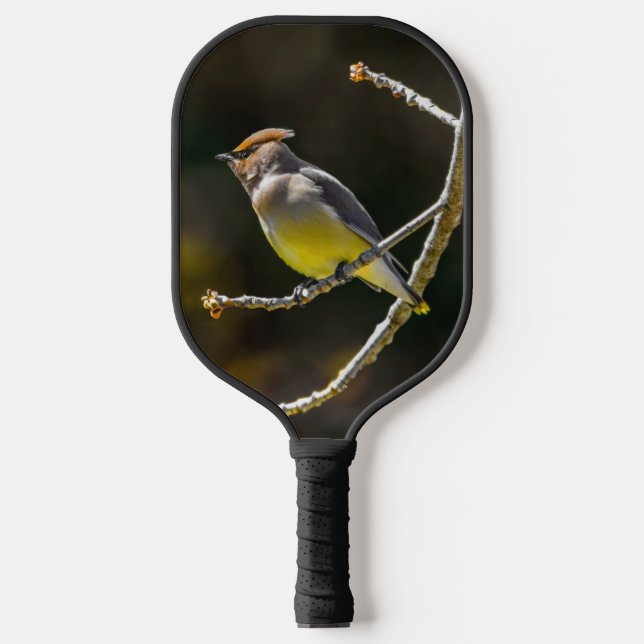 Cedar Waxwing Songbird Original Wild Bird Photo Pickleball Paddle (Front)