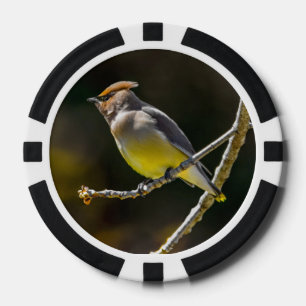 Cedar Waxwing Songbird Original Wild Bird Photo Poker Chips