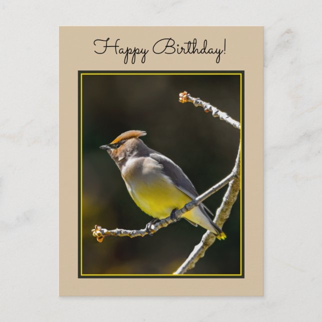 Cedar Waxwing Songbird Original Wild Bird Photo Postcard (Front)