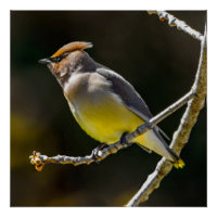 Cedar Waxwing Songbird Original Wild Bird Photo