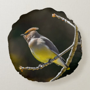 Cedar Waxwing Songbird Original Wild Bird Photo Round Cushion