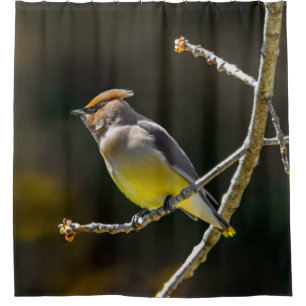 Cedar Waxwing Songbird Original Wild Bird Photo Shower Curtain