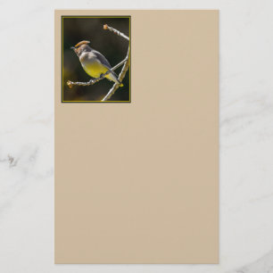 Cedar Waxwing Songbird Original Wild Bird Photo Stationery