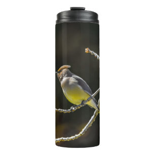 Cedar Waxwing Songbird Original Wild Bird Photo Thermal Tumbler