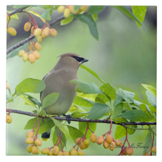Cedar Waxwing Tile