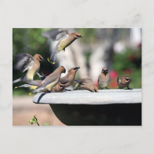 Cedar Waxwings at Bird Bath Postcard