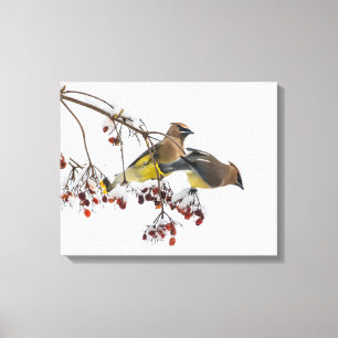Cedar Waxwings Canvas Print