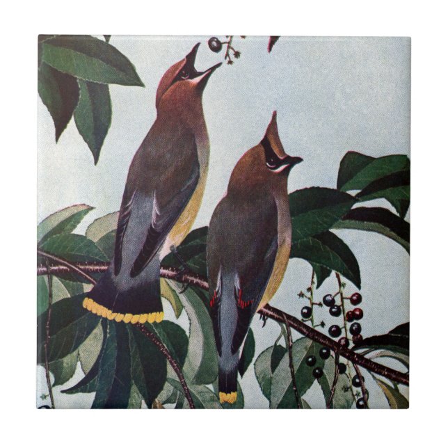 Cedar Waxwings in a Wild Black Cherry Tree Tile (Front)