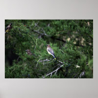 Cedar Waxwings In Tree With Berries