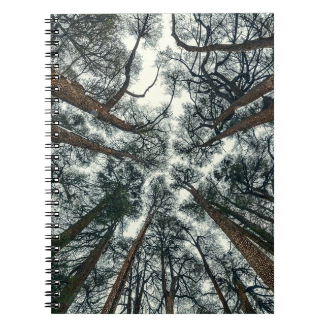 Cedars Forest Natural Lebanon Background Notebook (Front)