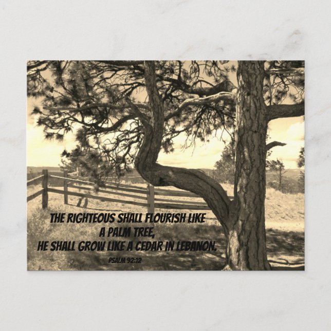 Cedars of Lebanon Bible Verse Psalm 91:12 Postcard (Front)