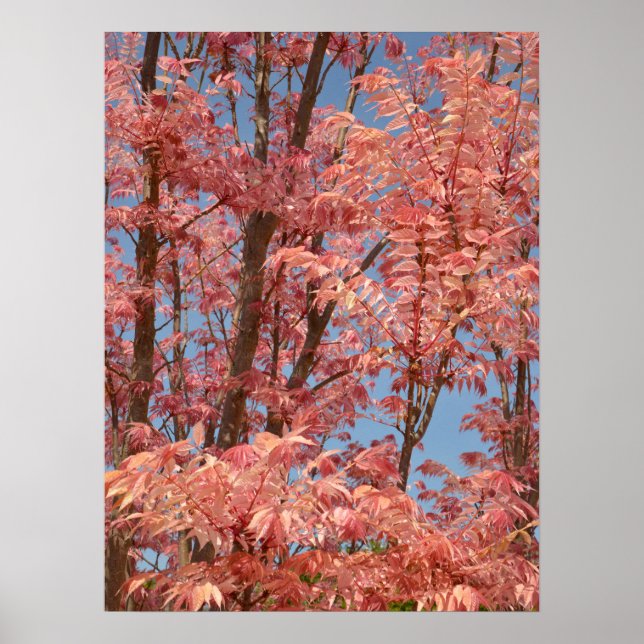 Cedrela sinensis poster (Front)