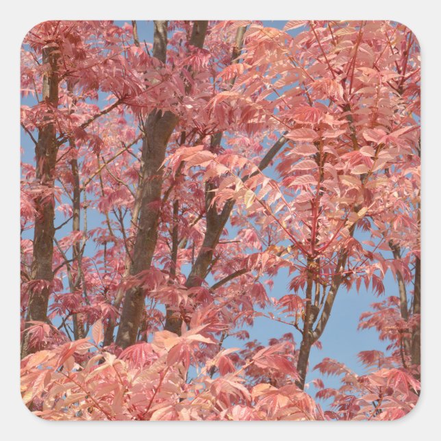 Cedrela sinensis square sticker (Front)