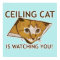 Ceiling Cat Poster