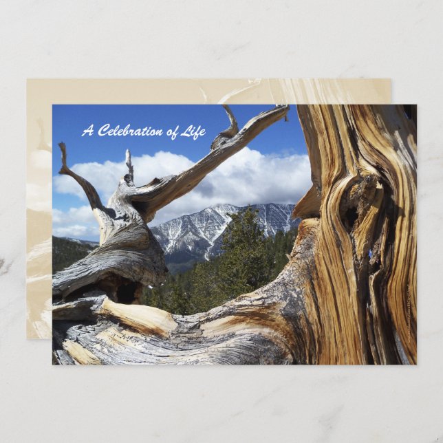 Celebration of Life Snowy Mountain Thru Tree Invitation (Front/Back)