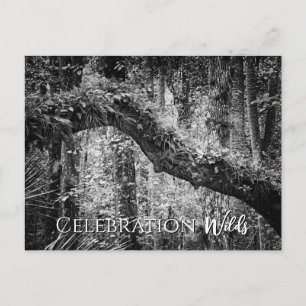 Celebration Wilds Postcard