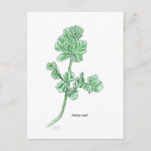 Celery Leaf Postcard