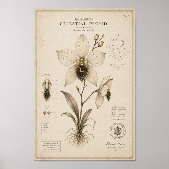 Celestial Orchid Victorian Botanical Museum Print (Front)