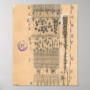 Cell Drawing Eye Retina Santiago Ramon Y Cajal Poster
