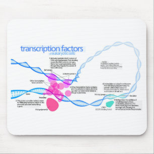 Cells Gene Transcription Factors Diagram Mouse Pad
