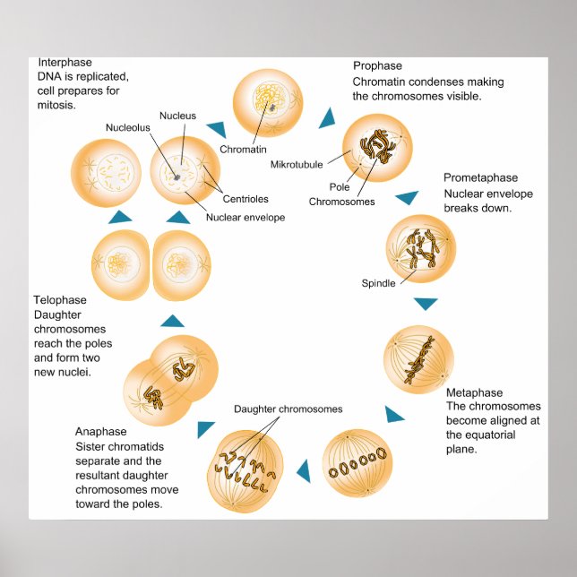 Cellular Mitosis Schematic Diagram Poster (Front)