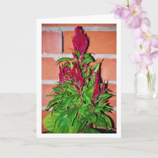Celosia Argentea - Dragon's Breath - Plant Card (Orchid)