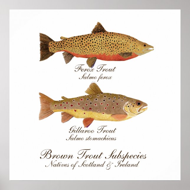 Celtic Trout Art Poster (Front)