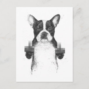 Censored dog postcard