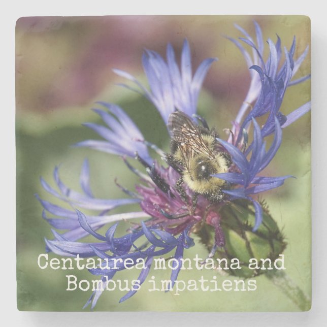 Centaurea montana and Bombus impatiens Stone Coaster (Front)