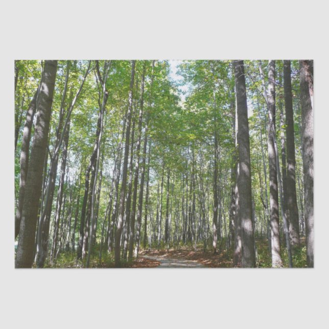 Centennial Wooded Path II Ellicott City Maryland Tissue Paper (Front)