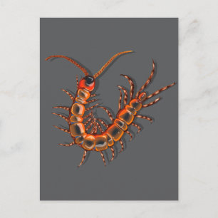 Centipede postcard