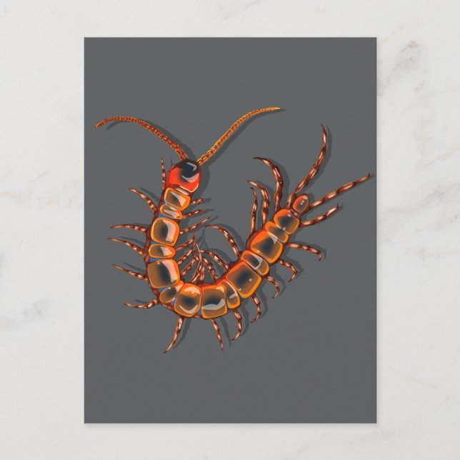 Centipede  postcard (Front)