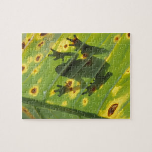 CENTRAL AMERICA, Costa Rica, Back-lit frog on Jigsaw Puzzle