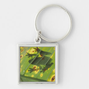 CENTRAL AMERICA, Costa Rica, Back-lit frog on Key Ring