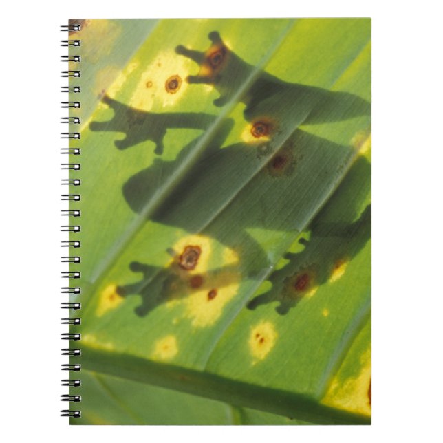 CENTRAL AMERICA, Costa Rica, Back-lit frog on Notebook (Front)
