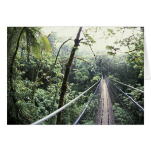 Central America, Costa Rica, Monteverde Cloud