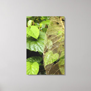 Central America, Costa Rica, Sarapiqui, Braulio Canvas Print