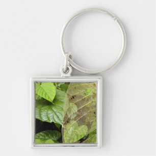 Central America, Costa Rica, Sarapiqui, Braulio Key Ring