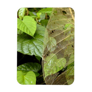 Central America, Costa Rica, Sarapiqui, Braulio Magnet