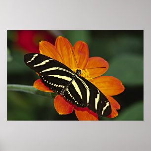 Central America, Costa Rica, Selva Verde. 4 Poster