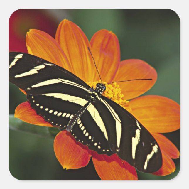 Central America, Costa Rica, Selva Verde Square Sticker (Front)