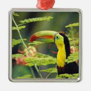Central America, Honduras. Keel-billed Toucan Metal Tree Decoration