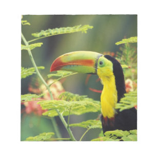 Central America, Honduras. Keel-billed Toucan Notepad
