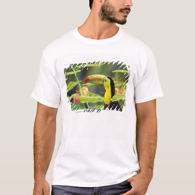 Central America, Honduras. Keel-billed Toucan T-Shirt (Front)