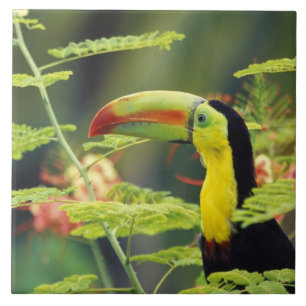 Central America, Honduras. Keel-billed Toucan Tile