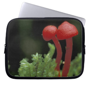 Central America, Panama, Chiriqui Province, 2 Laptop Sleeve